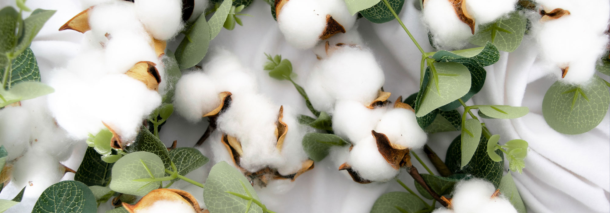 O algodão em conversão: junto para um futuro sustentável