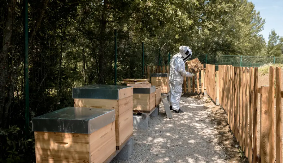 image2_abeilles_1920x1104pix