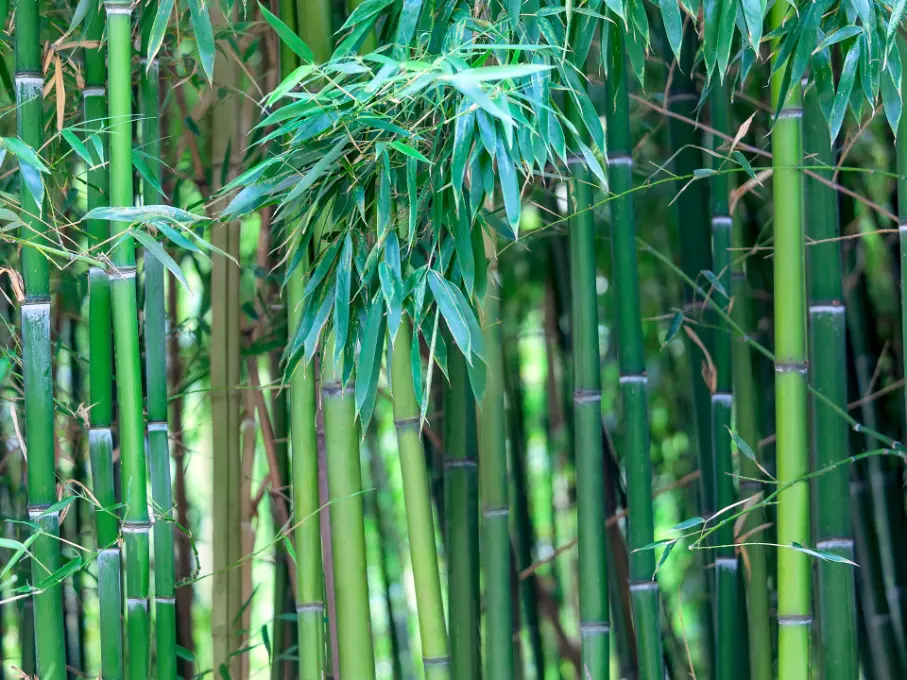 AdobeStock_278639917